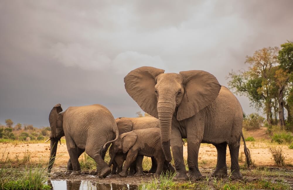 Elephant walking through Kruger National Park with surrounding bushveld and warm safari atmosphere.