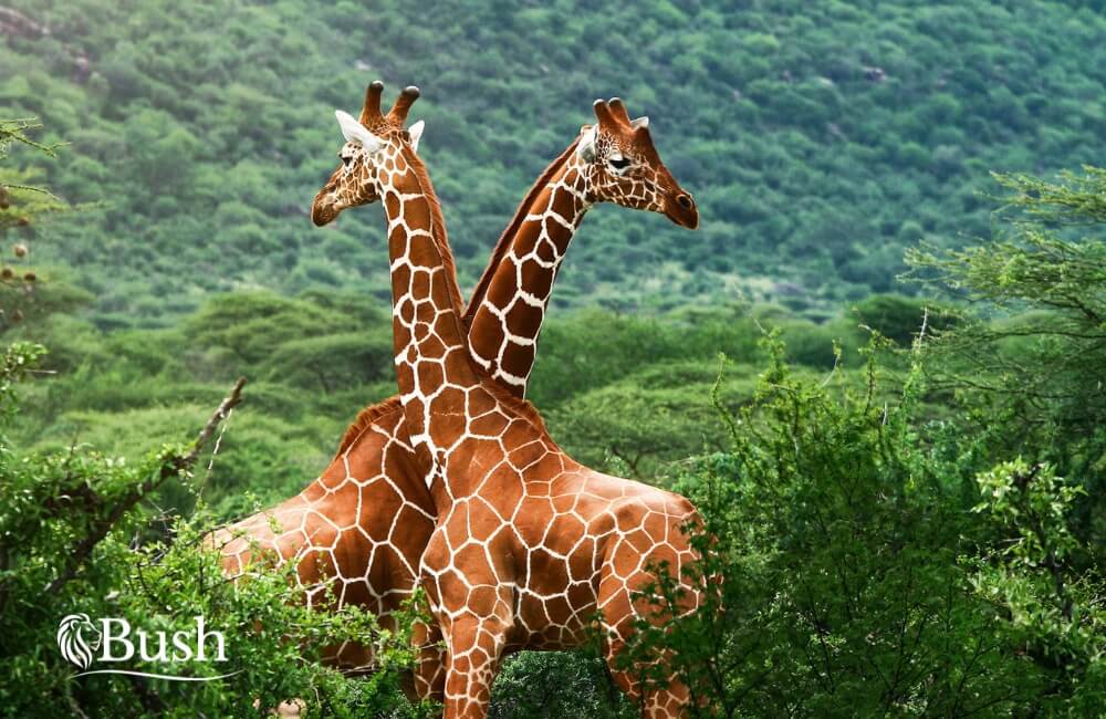 Luxury safari lodge in the South African bush offering a peaceful private wildlife retreat.