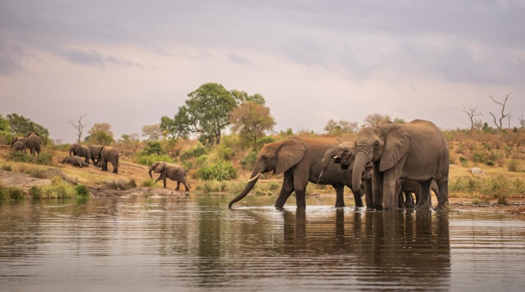 Open bushveld landscape in Mjejane Game Reserve with wildlife roaming near safari villas.